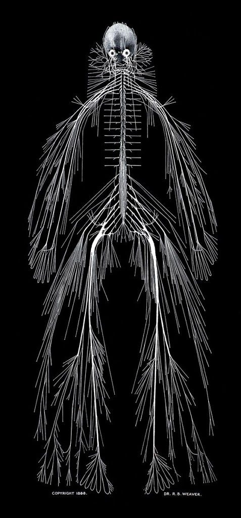 Image description: Black and white photo from 1888 of a brain and central nervous system laid out prone.